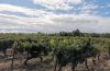 visita a las bodegas pesquera en Ribera del Duero