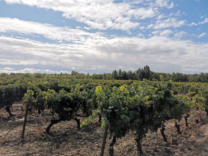 visita a las bodegas pesquera en Ribera del Duero