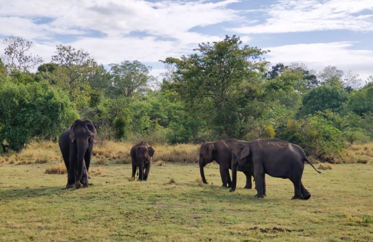 mejor safari de Sri Lanka