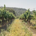Enoturismo regenerativo desde Barcelona: una experiencia única en Jean Leon, Penedès