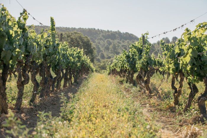 enoturismo desde barcelona enoturismo desde barcelona