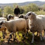 Enoturismo en el Penedès: un plan en familia desde Barcelona entre ovejas y viñedos