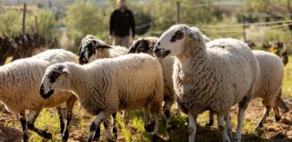 enoturismo desde barcelona