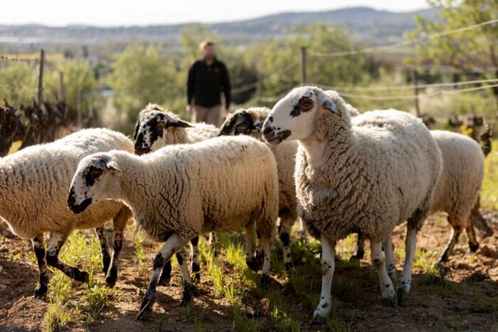 enoturismo desde barcelona enoturismo desde barcelona