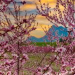 Tour España de flor en flor: descubre los paisajes más coloridos del país