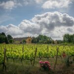 Mas La Plana 2020: un vino para acercarse a la historia del Penedès